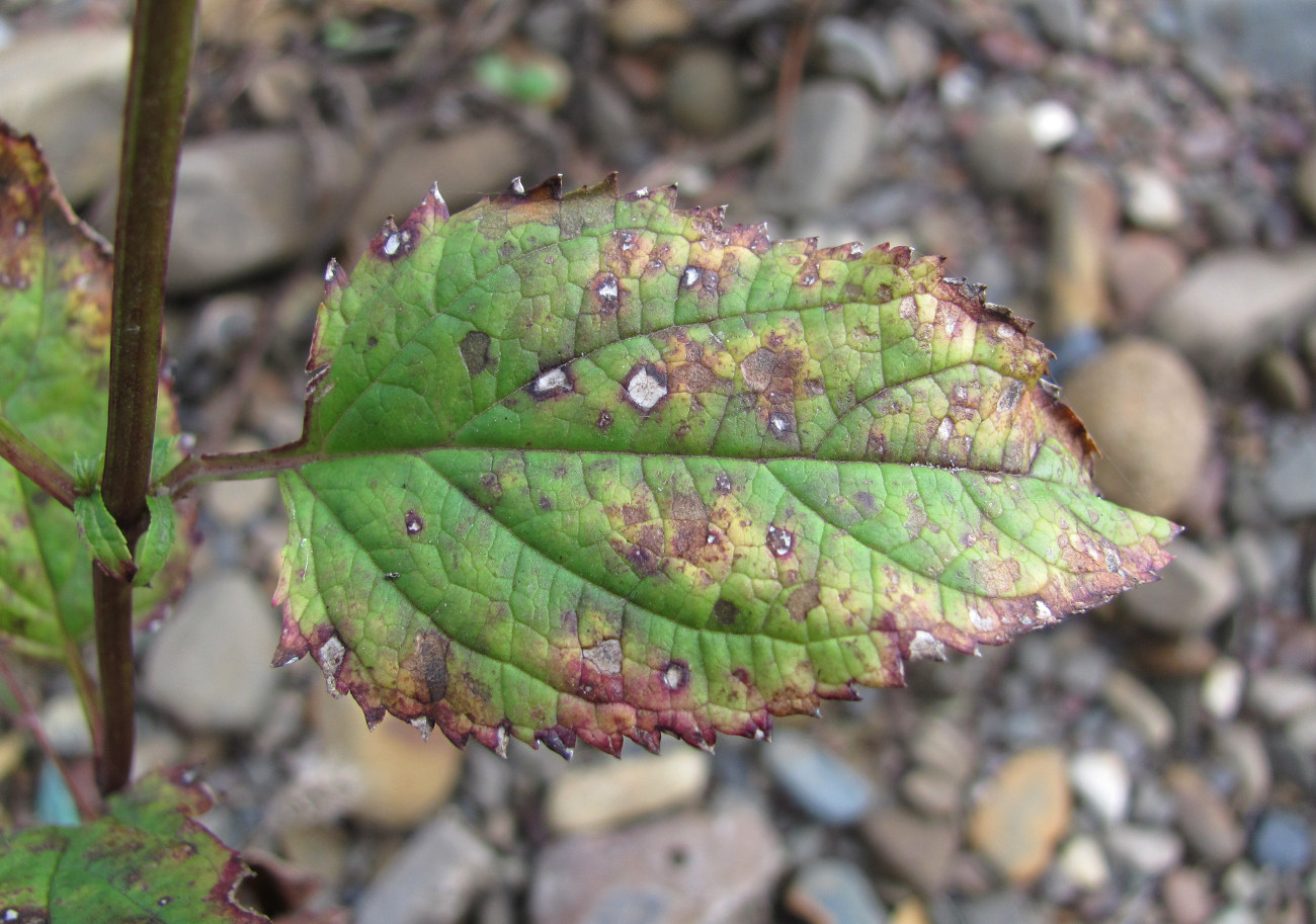 Изображение особи Scrophularia nodosa.