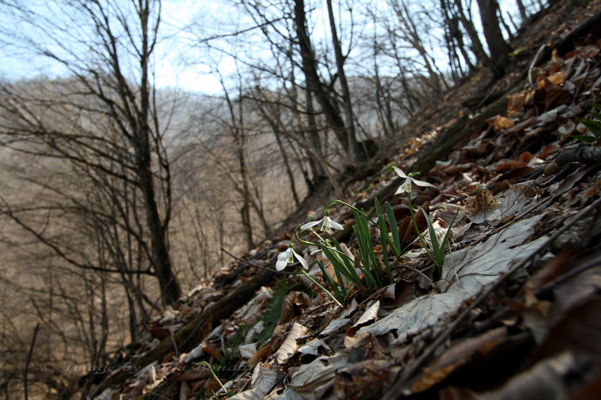 Image of Galanthus angustifolius specimen.