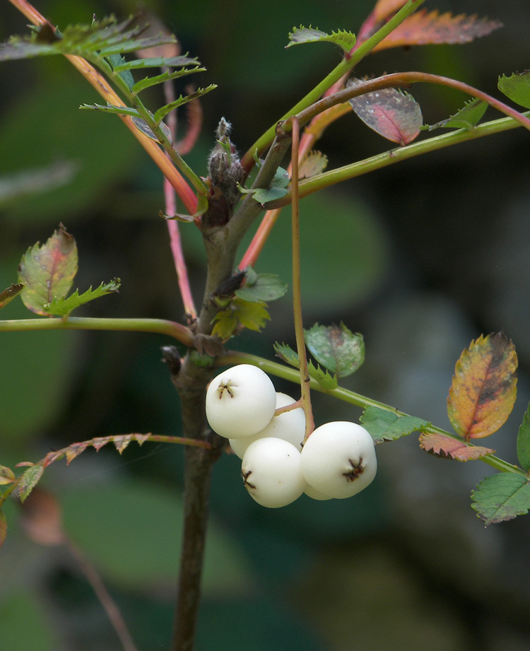 Изображение особи Sorbus koehneana.