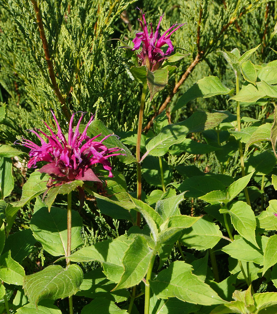 Изображение особи Monarda didyma.