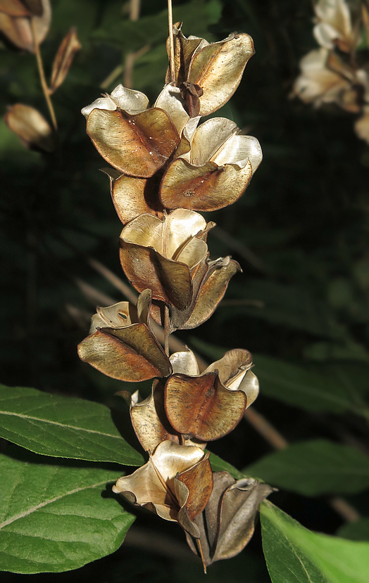 Image of Dioscorea nipponica specimen.