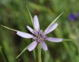 Geropogon hybridus