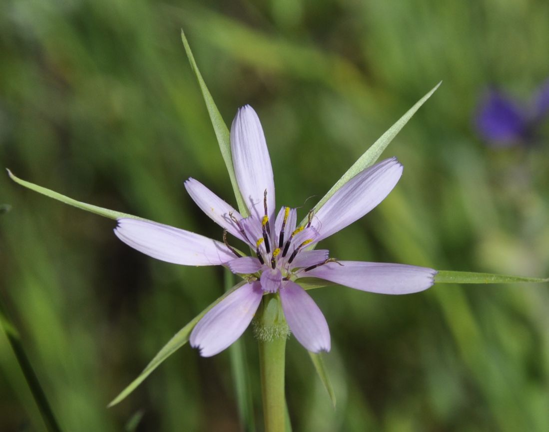 Изображение особи Geropogon hybridus.