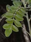 Sophora tomentosa