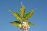 Sambucus racemosa