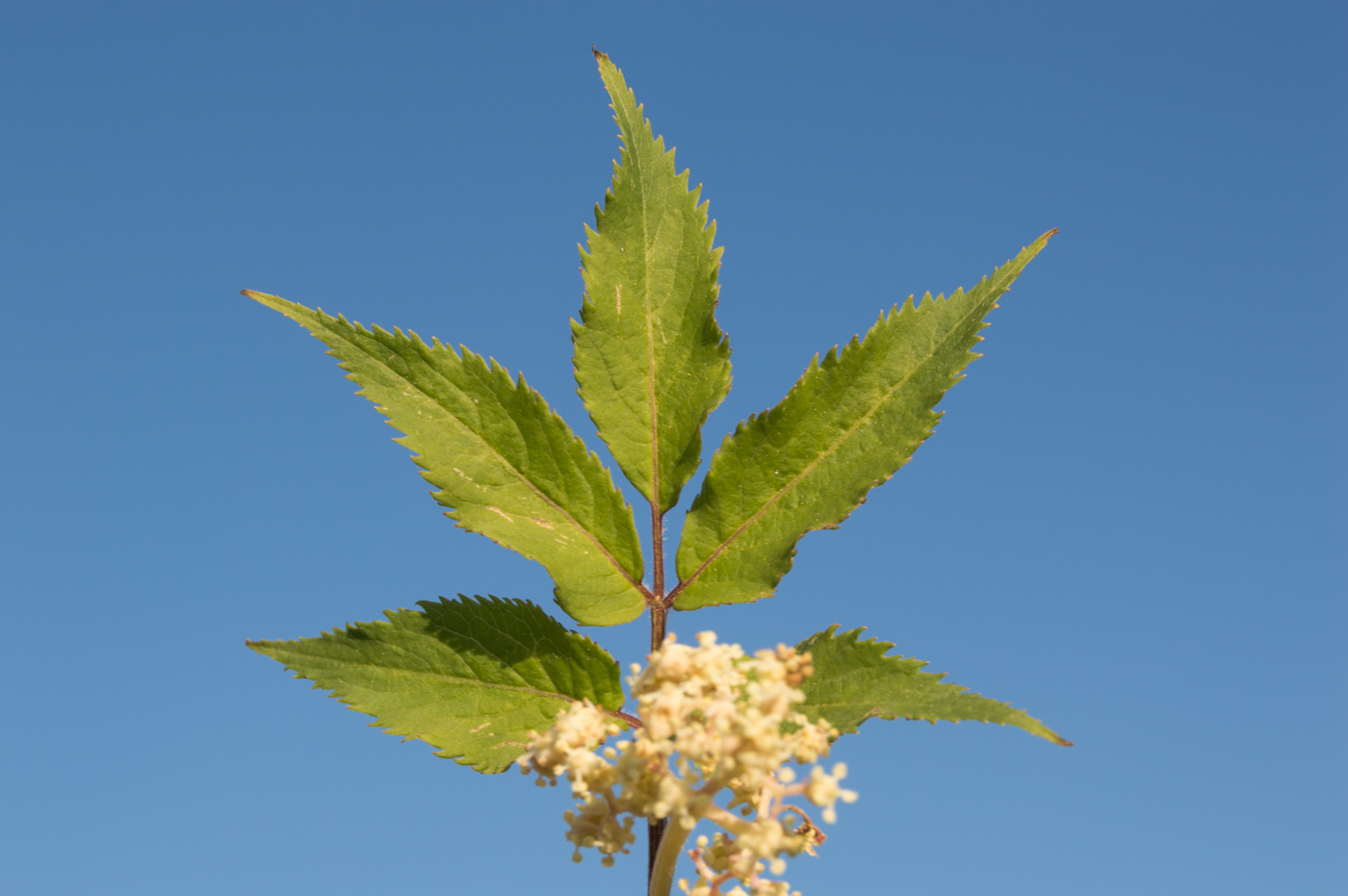 Изображение особи Sambucus racemosa.