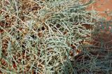 familia Chenopodiaceae
