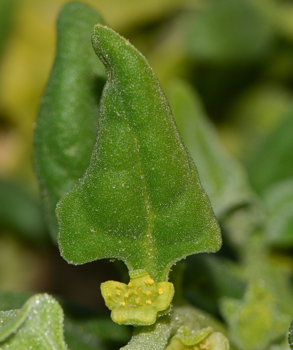 Изображение особи Tetragonia tetragonoides.