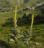 Verbascum