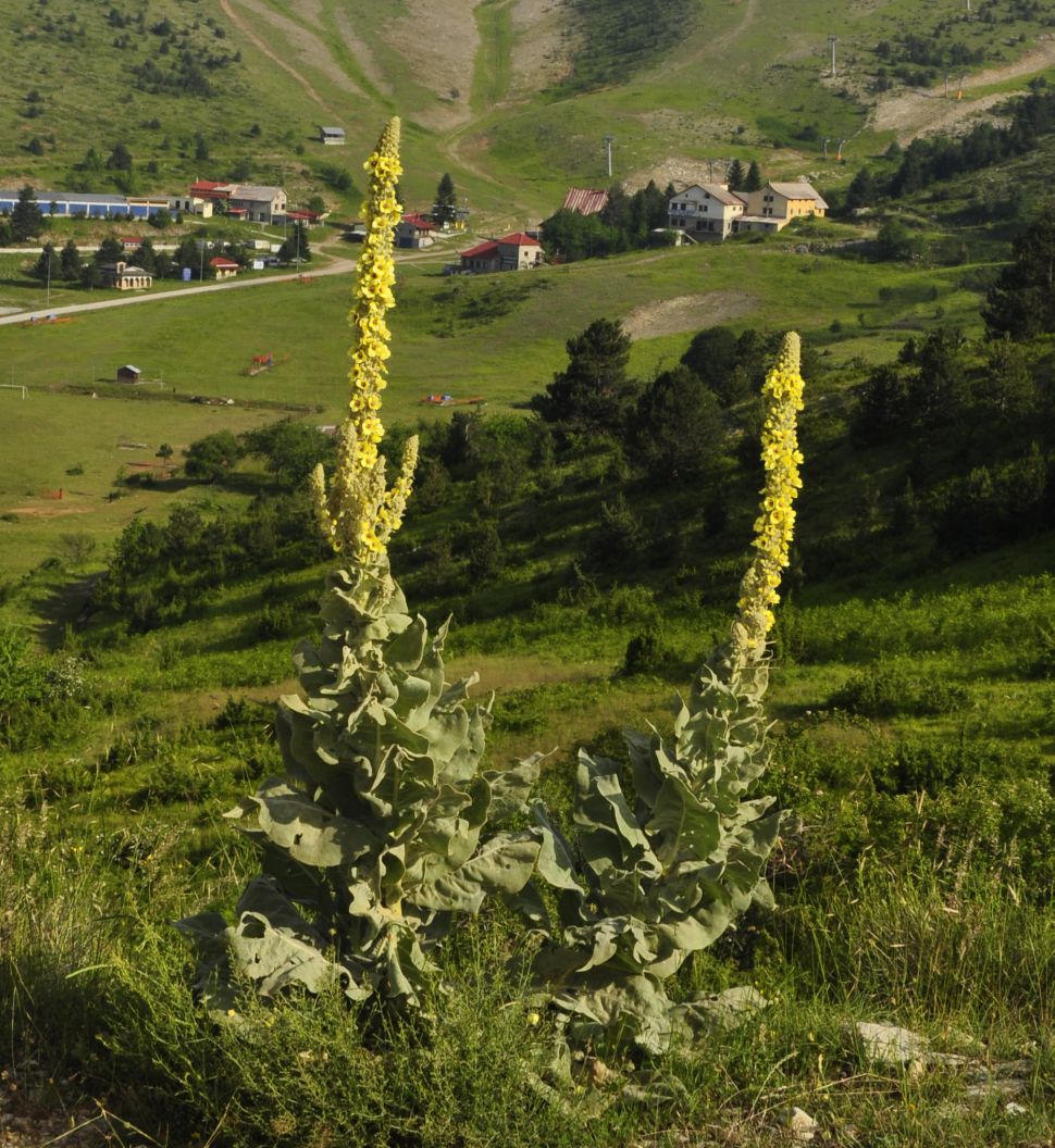 Изображение особи род Verbascum.
