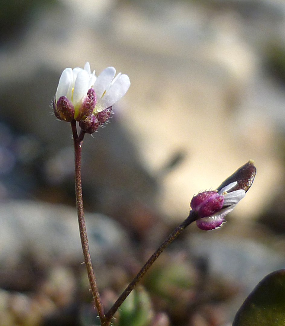 Изображение особи Erophila verna.