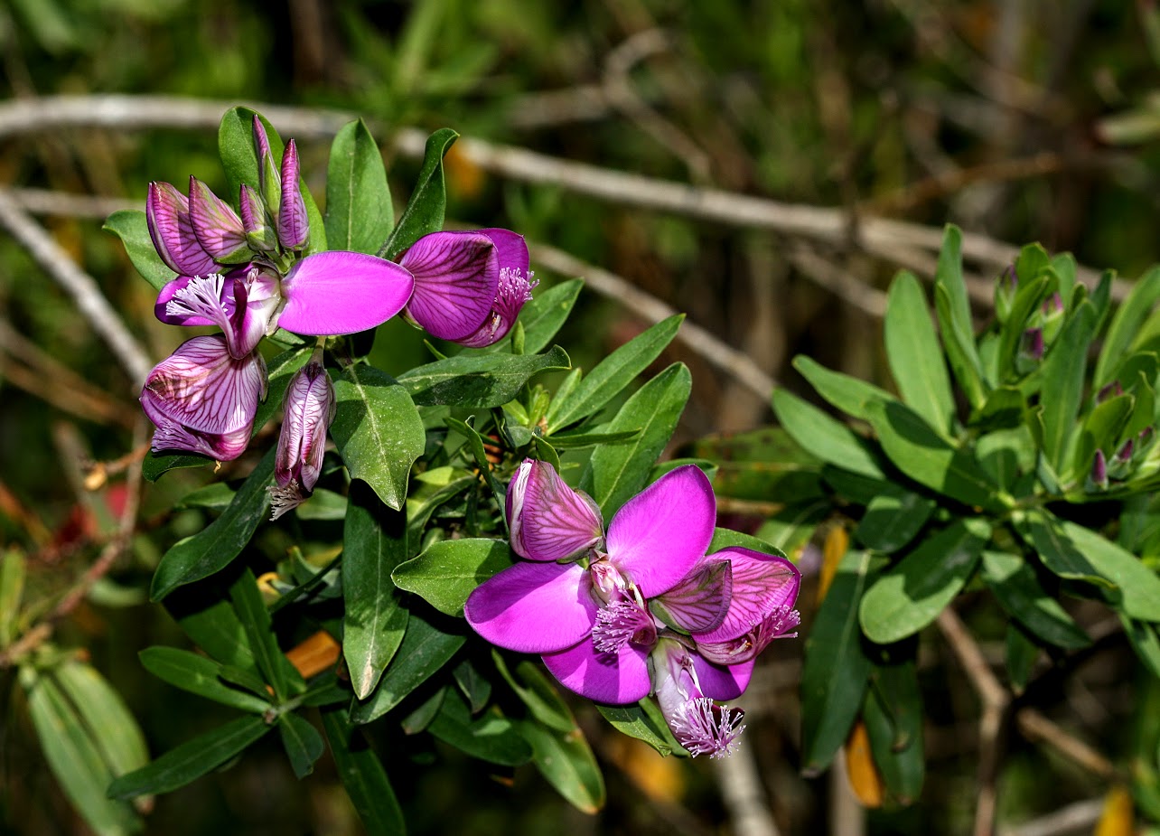 Image of Polygala myrtifolia specimen.