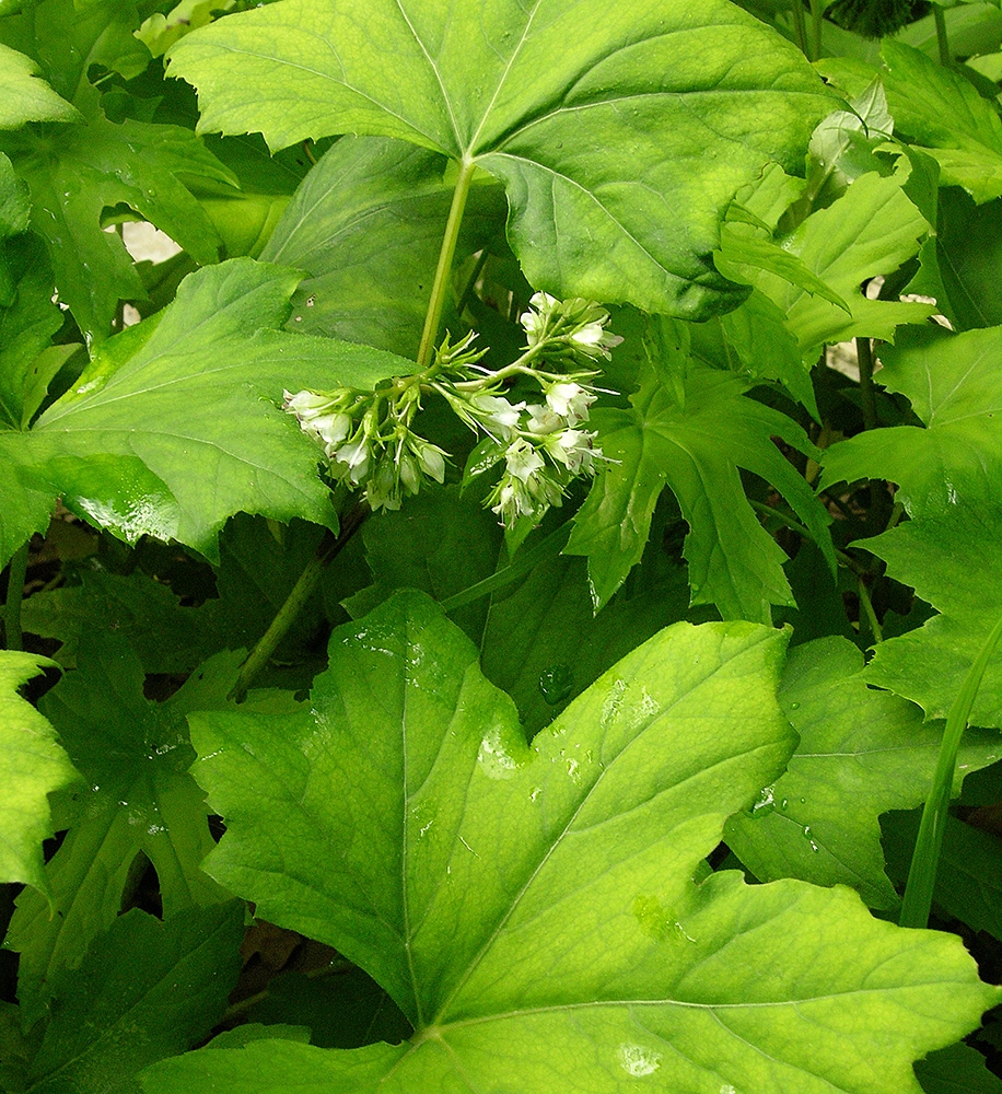 Image of Hydrophyllum canadense specimen.