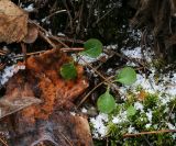 Linnaea borealis