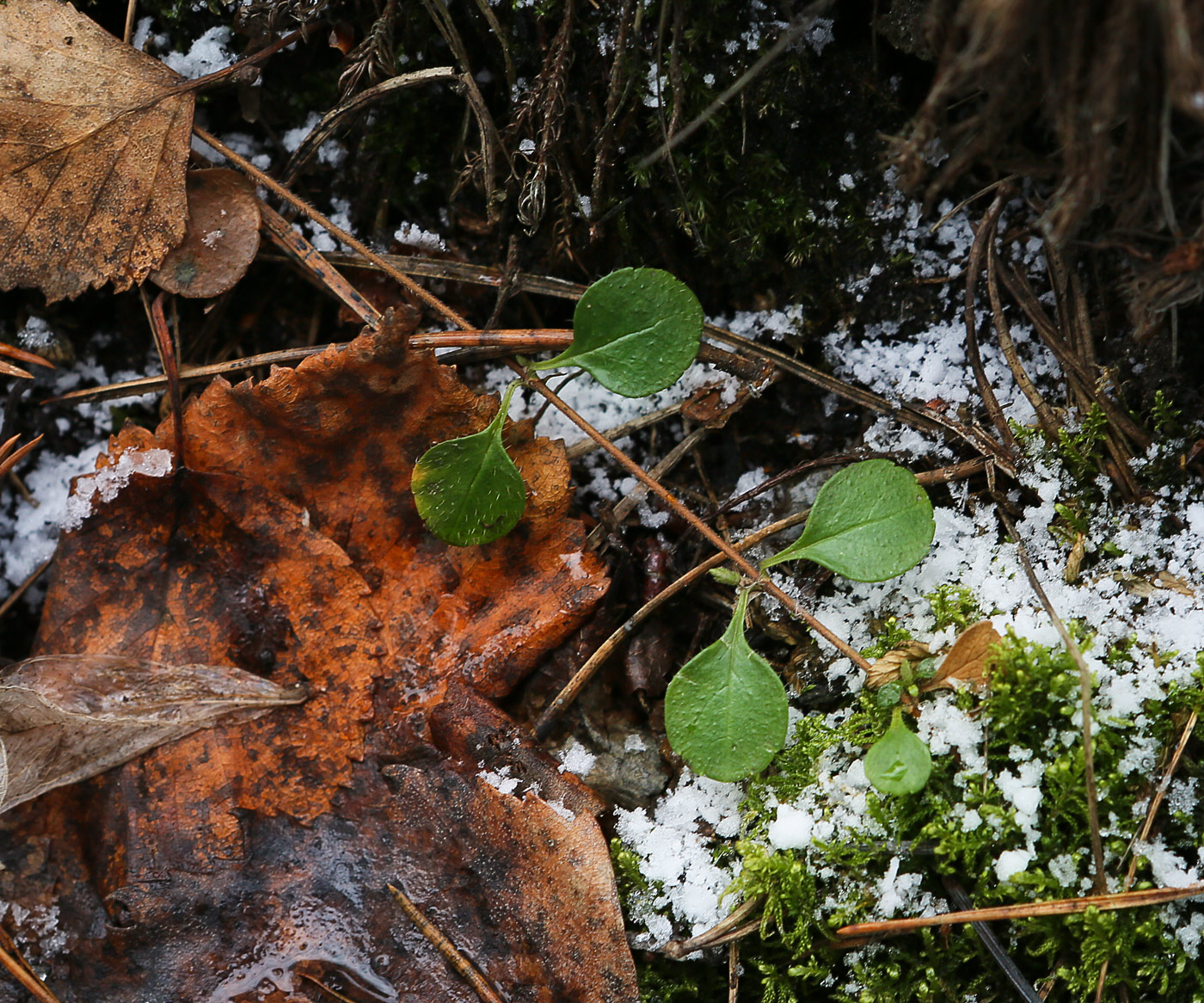 Image of Linnaea borealis specimen.