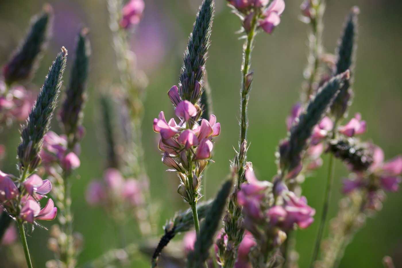 Изображение особи Onobrychis arenaria.