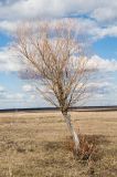 genus Salix