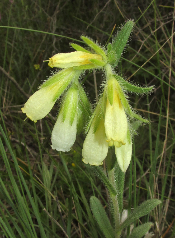 Image of Onosma montana specimen.