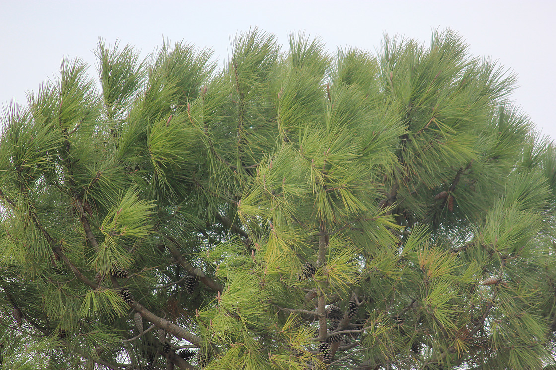 Image of Pinus pinaster specimen.