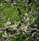 Pyrus salicifolia