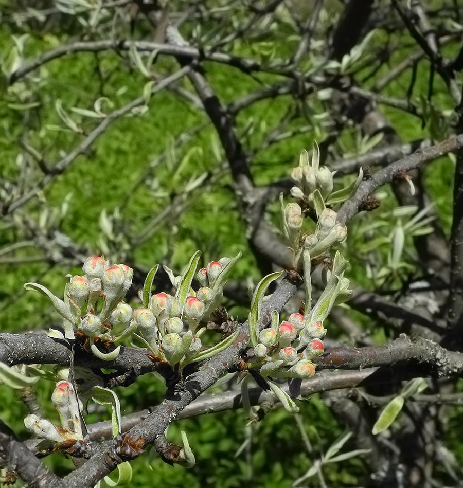 Image of Pyrus salicifolia specimen.