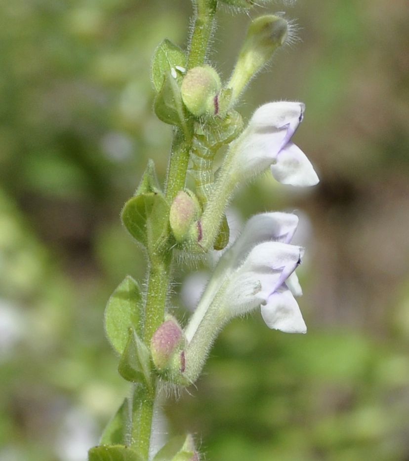 Image of Scutellaria albida ssp. velenovskyi specimen.