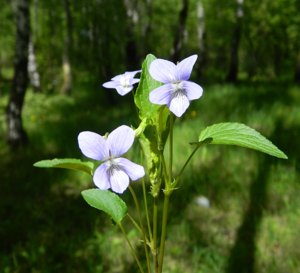 Изображение особи Viola canina.