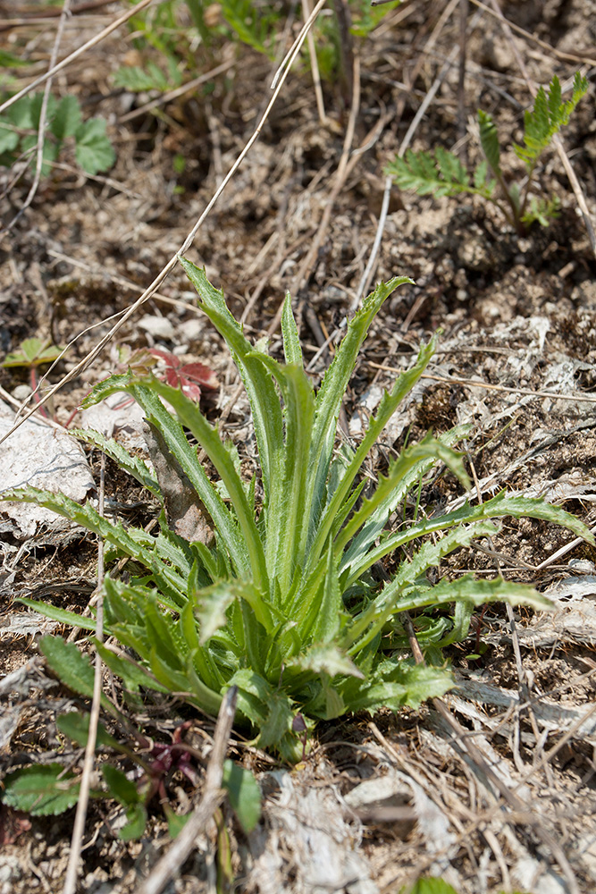 Изображение особи Carlina fennica.