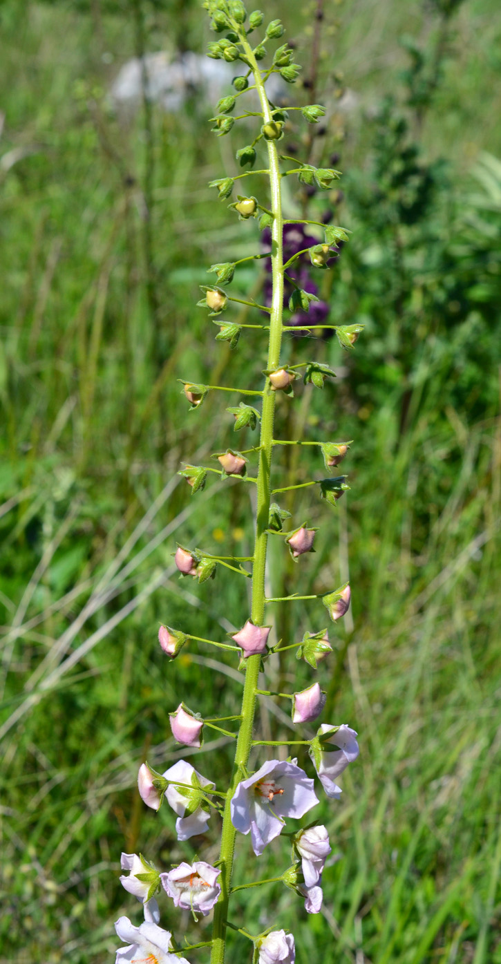 Image of Verbascum phoeniceum specimen.