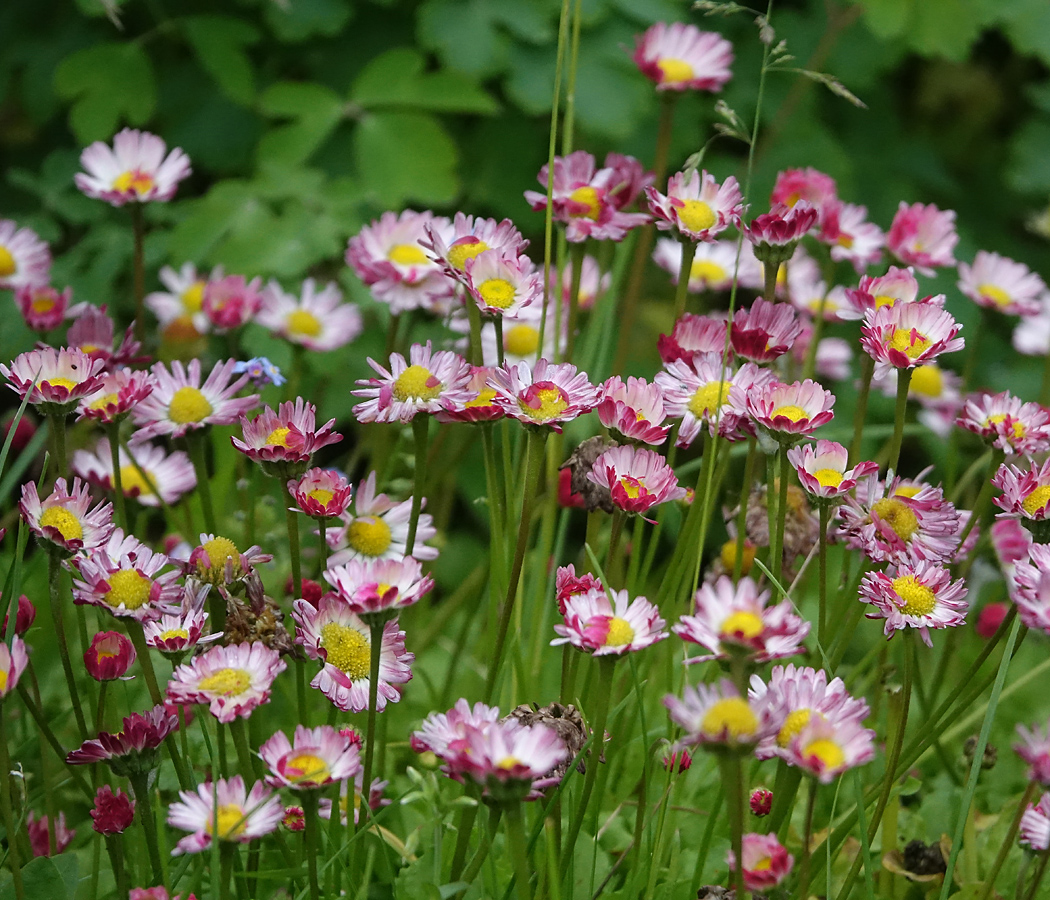 Image of Bellis perennis specimen.