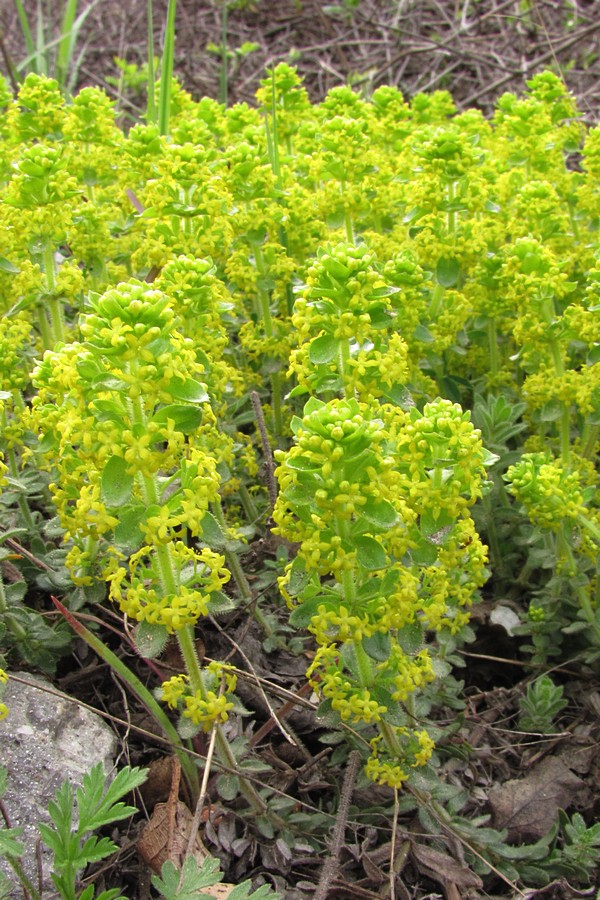 Image of Cruciata taurica specimen.