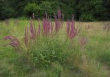 Salvia tesquicola