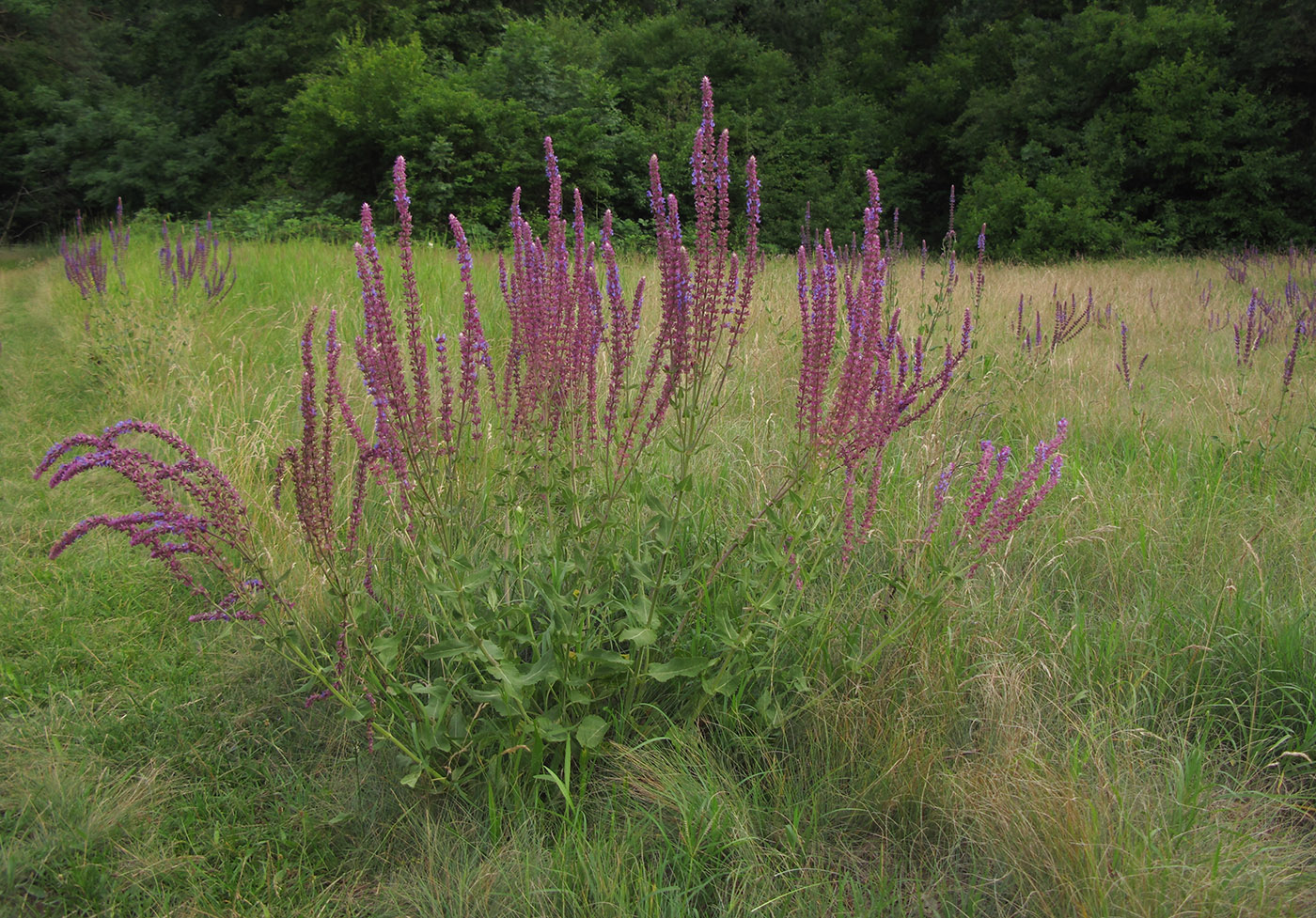 Изображение особи Salvia tesquicola.