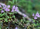 Thymus japonicus. Часть цветущего растения (Thymus inaequalis Klokov). Приморский край, Ольгинский р-н, окр. с. Пермское, долина р. Аввакумовка на левом берегу, скала Чёртов Утёс, на скалах. 04.07.2017.