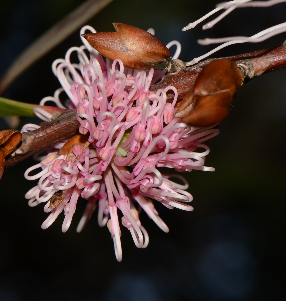 Image of Hakea multilineata specimen.