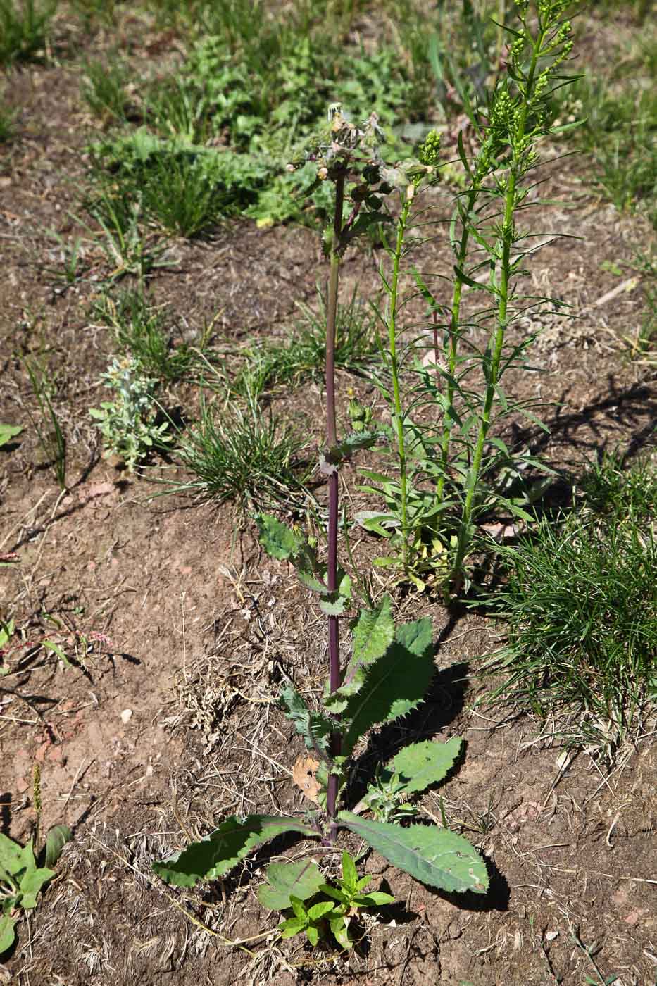 Image of Sonchus asper specimen.