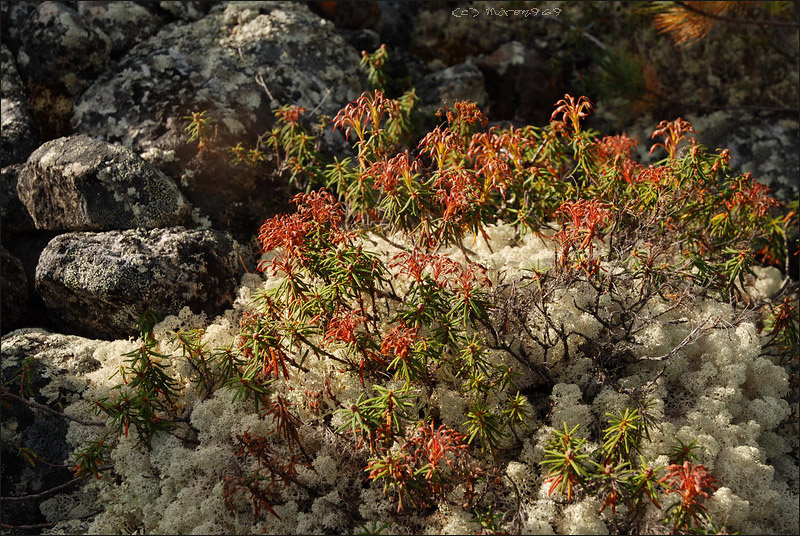 Image of Ledum palustre specimen.