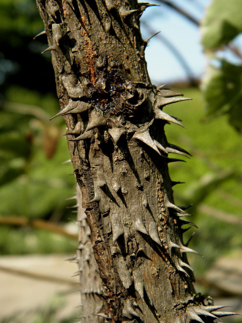 Image of Aralia elata specimen.