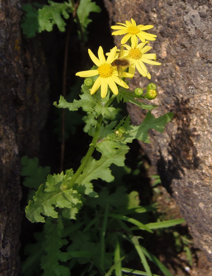 Изображение особи Senecio vernalis.