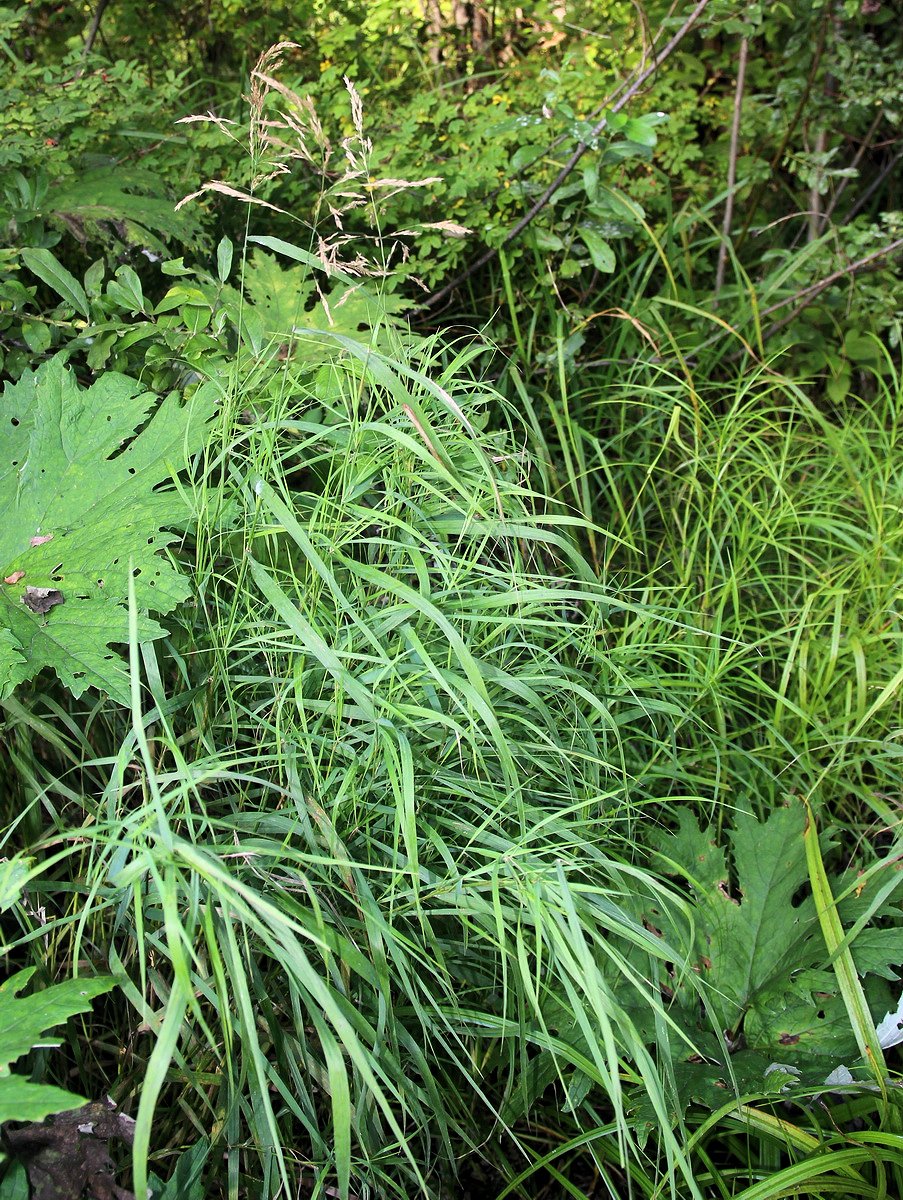 Изображение особи Calamagrostis angustifolia.