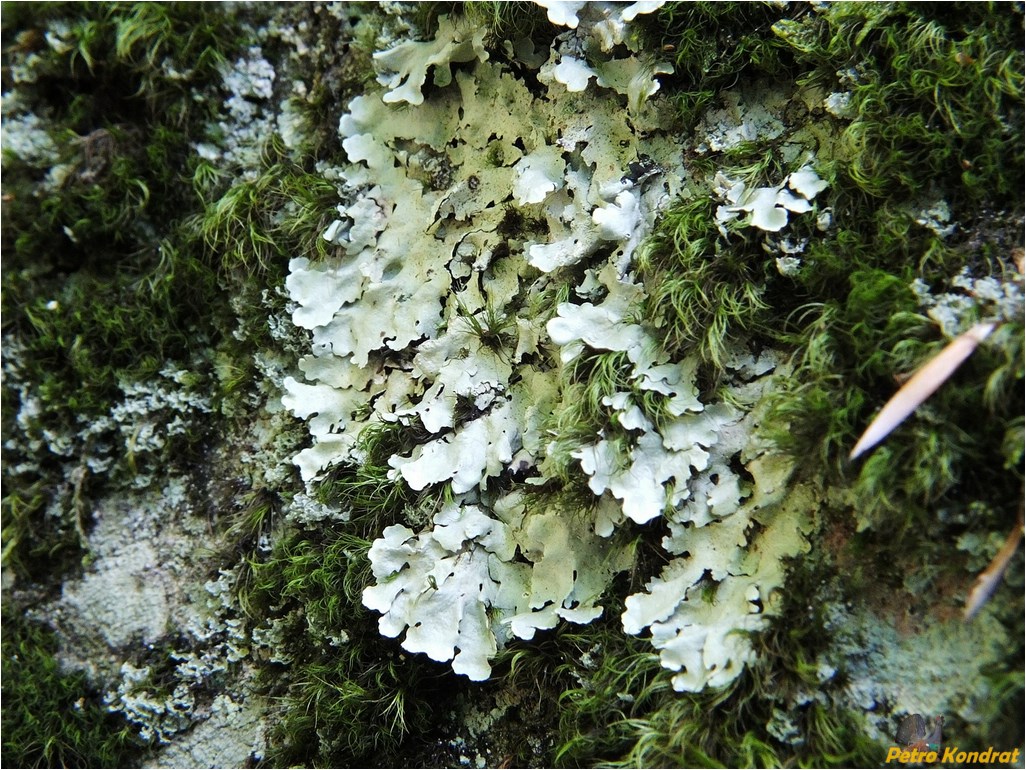 Image of Flavoparmelia caperata specimen.