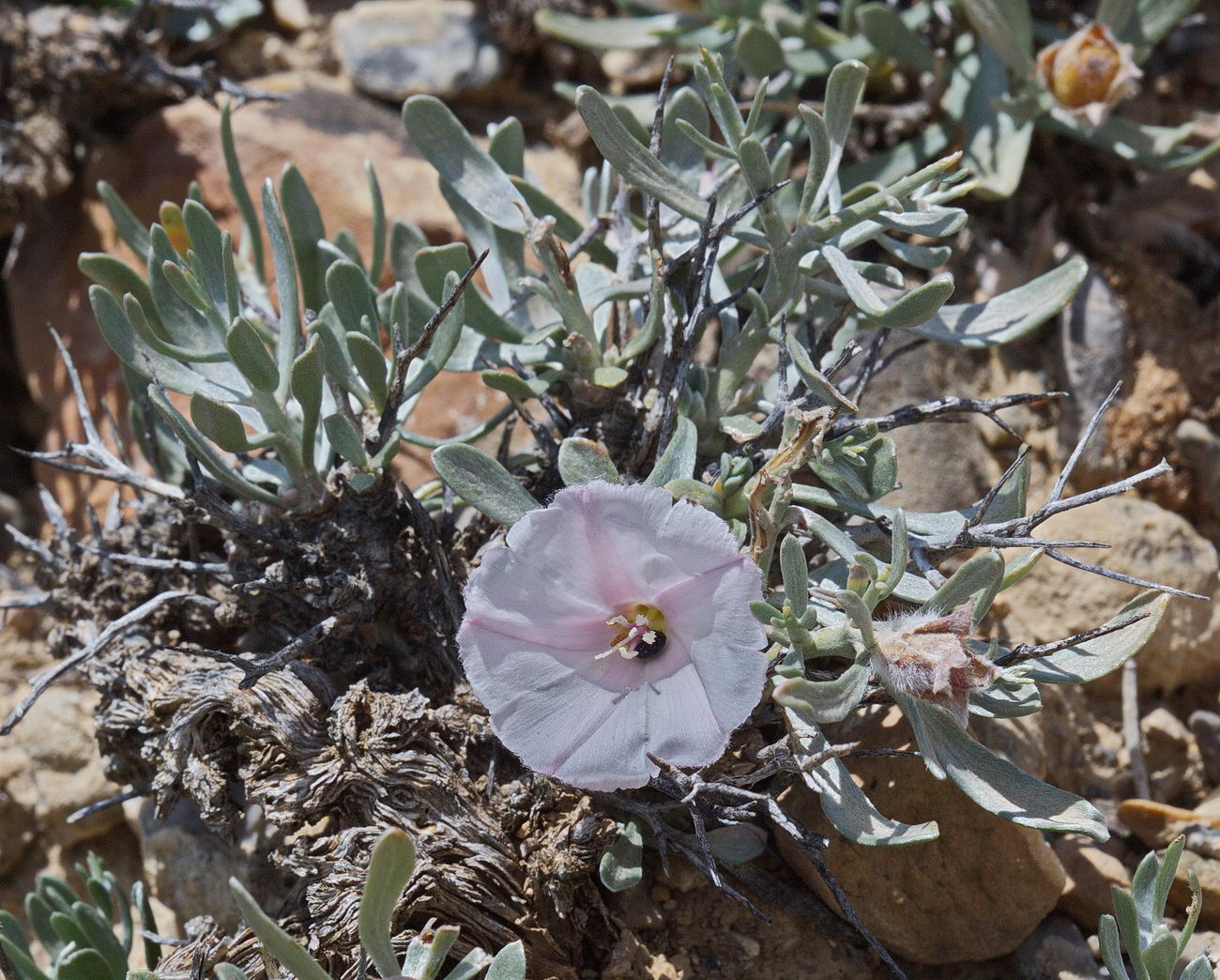 Изображение особи Convolvulus tragacanthoides.