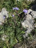 Lactuca perennis. Цветущее растение, листья с белыми пятнами принадлежат Galactites tomentosus. Испания, автономное сообщество Каталония, провинция Жирона, комарка Баш Эмпорда, муниципалитет Тороэлья-де-Монгри, у подножья горы Монгри (или Пуч-де-Санта-Катерина) на юго-западном склоне. 10.12.2016.