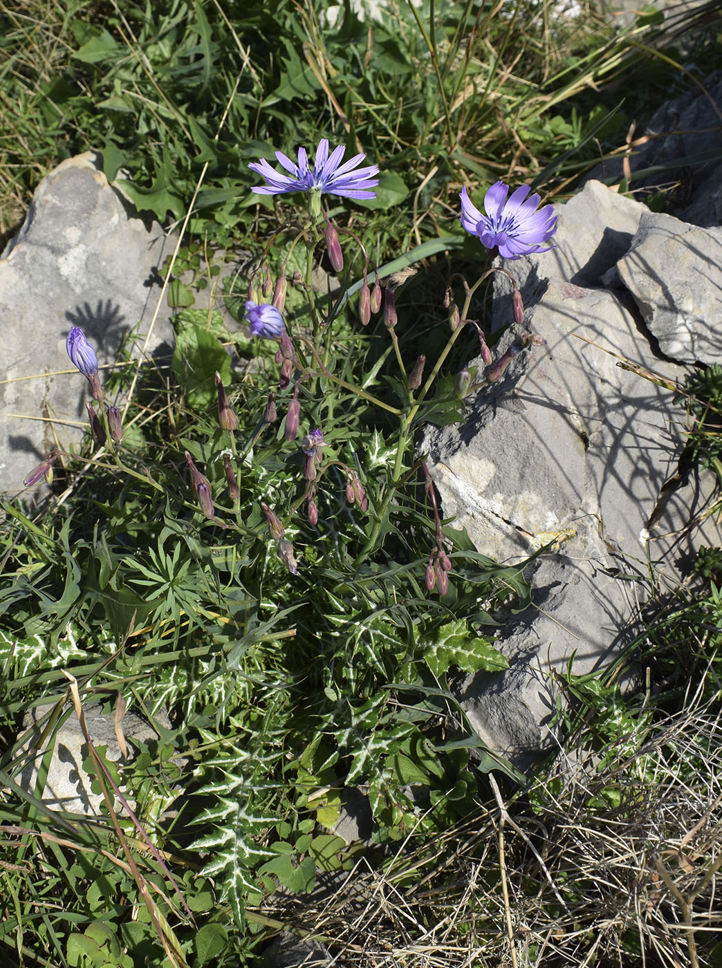 Изображение особи Lactuca perennis.