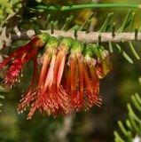 Calothamnus quadrifidus