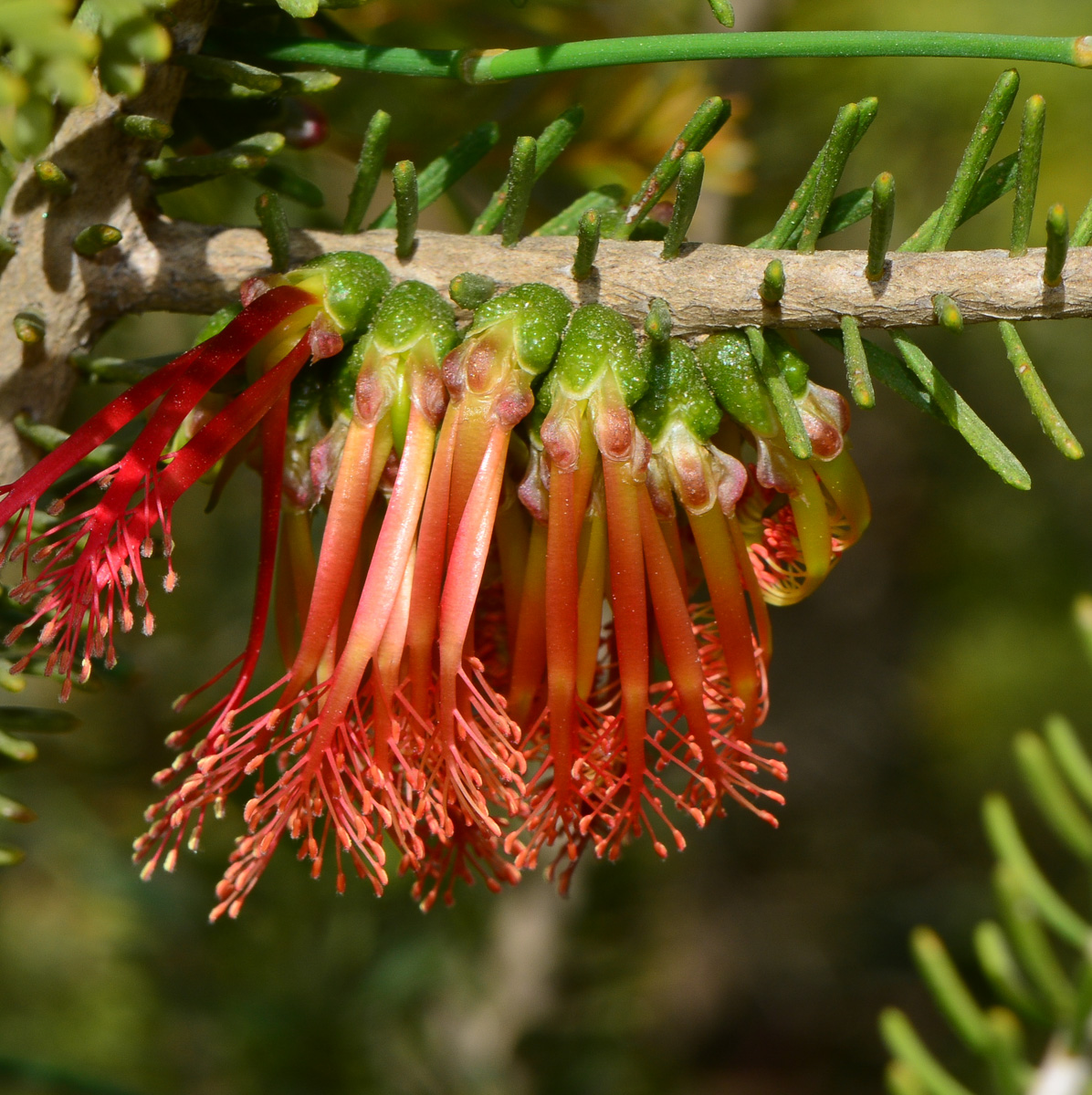 Изображение особи Calothamnus quadrifidus.