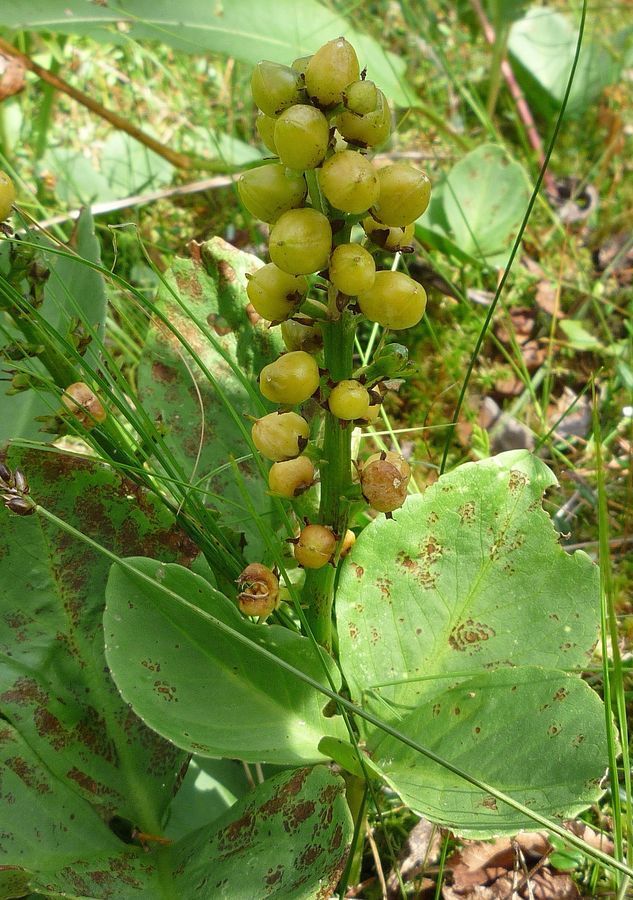 Image of Menyanthes trifoliata specimen.