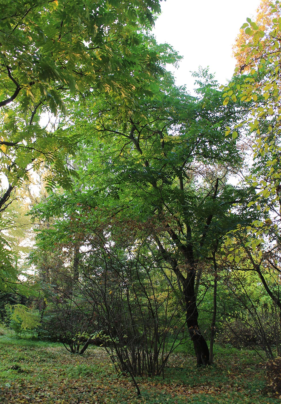 Image of Juglans ailanthifolia var. cordiformis specimen.