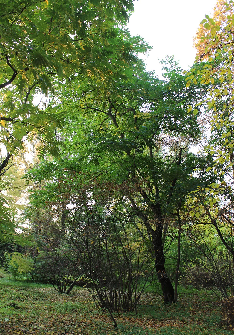 Изображение особи Juglans ailanthifolia var. cordiformis.