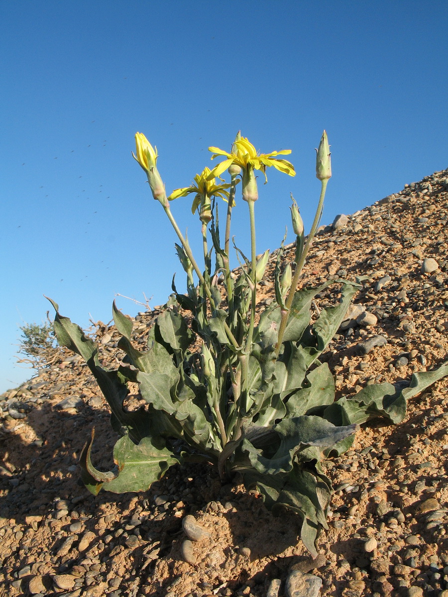 Image of Scorzonera inconspicua specimen.